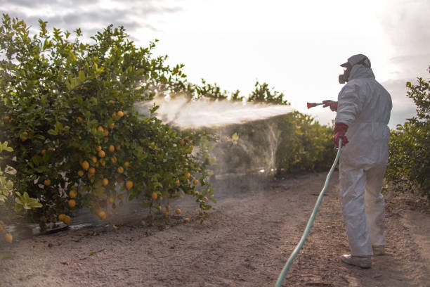 Best Spider Control Near Me  in Forestville, CA