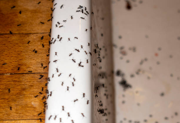 Best Spider Control Near Me  in Forestville, CA