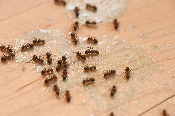 Best Local Pest Control Services  in Forestville, CA