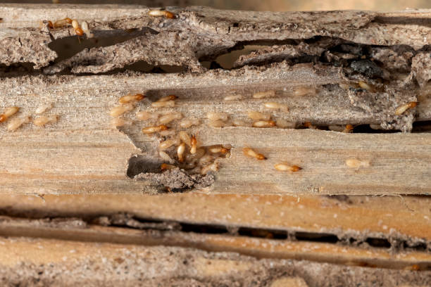 Best Flea Control Services  in Forestville, CA