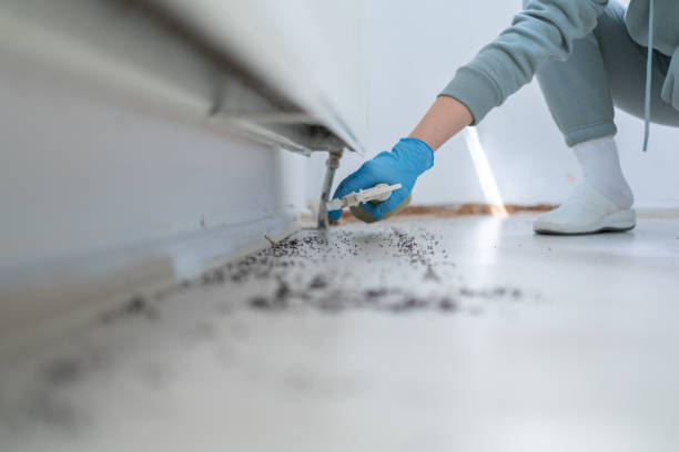 Insect Control in Forestville, CA